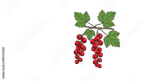 Detailed illustration of a branch with clusters of ripe red currants and green leaves isolated on a plain white background.