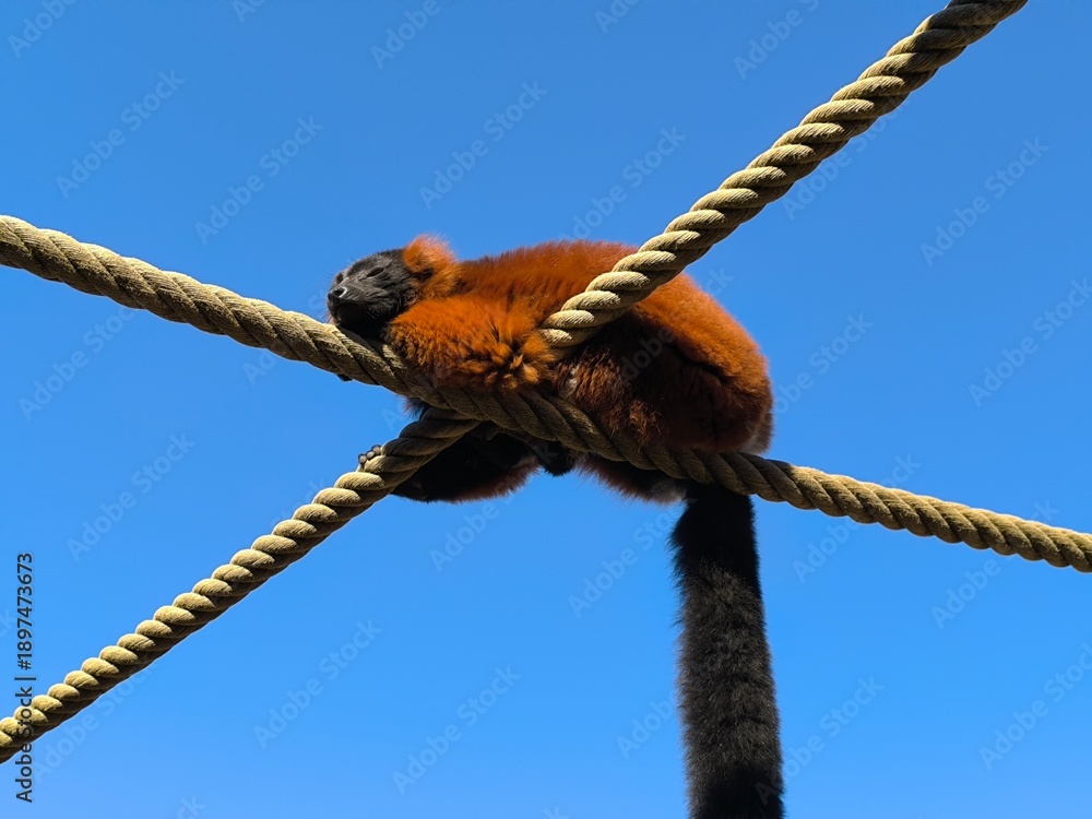 Fototapeta premium red ruffed lemur