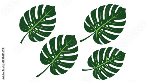 Set of five vibrant green monstera deliciosa leaves arranged on a white background for tropical botanical design.