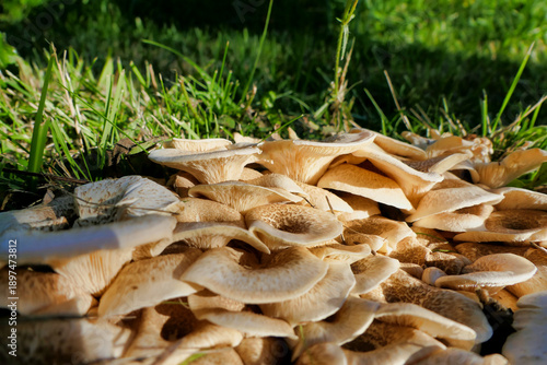 Close up of a troop of Lentinus tigrinus fungi, also known as Tiger Sawgill, growing in the Dordogne, France
