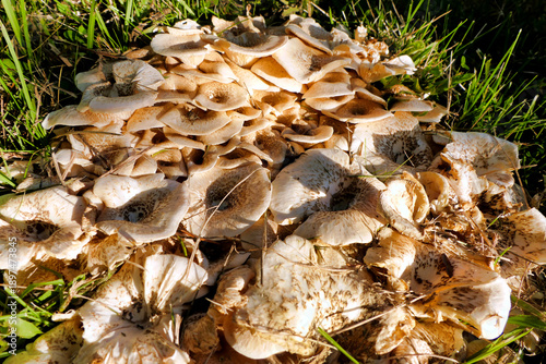 Close up of a troop of Lentinus tigrinus fungi, also known as Tiger Sawgill, growing in the Dordogne, France
