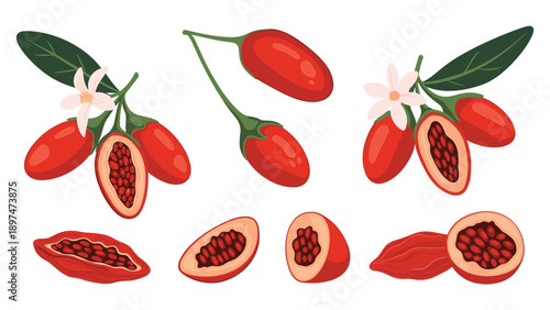 Detailed illustration of goji berries on branches with white flowers and sliced sections showing small seeds inside.