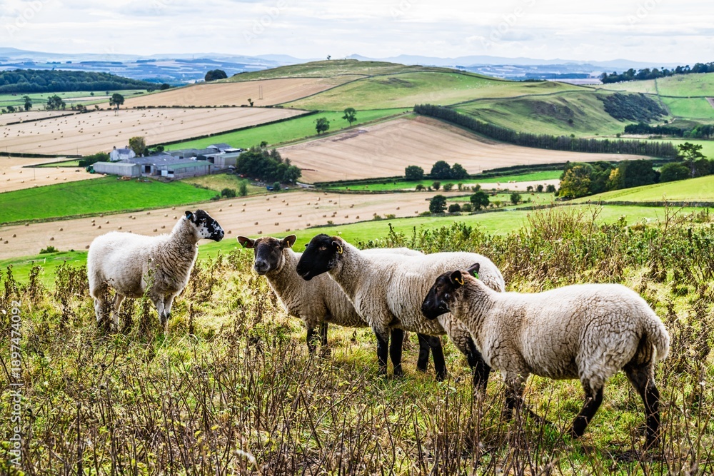 Obraz premium Sheeps on Scotish fields and farms, Southeast Scotland, UK