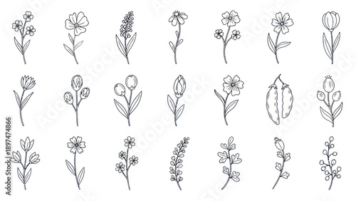 Hand Drawn Botanical Elements: Delicate Floral Illustrations Collection