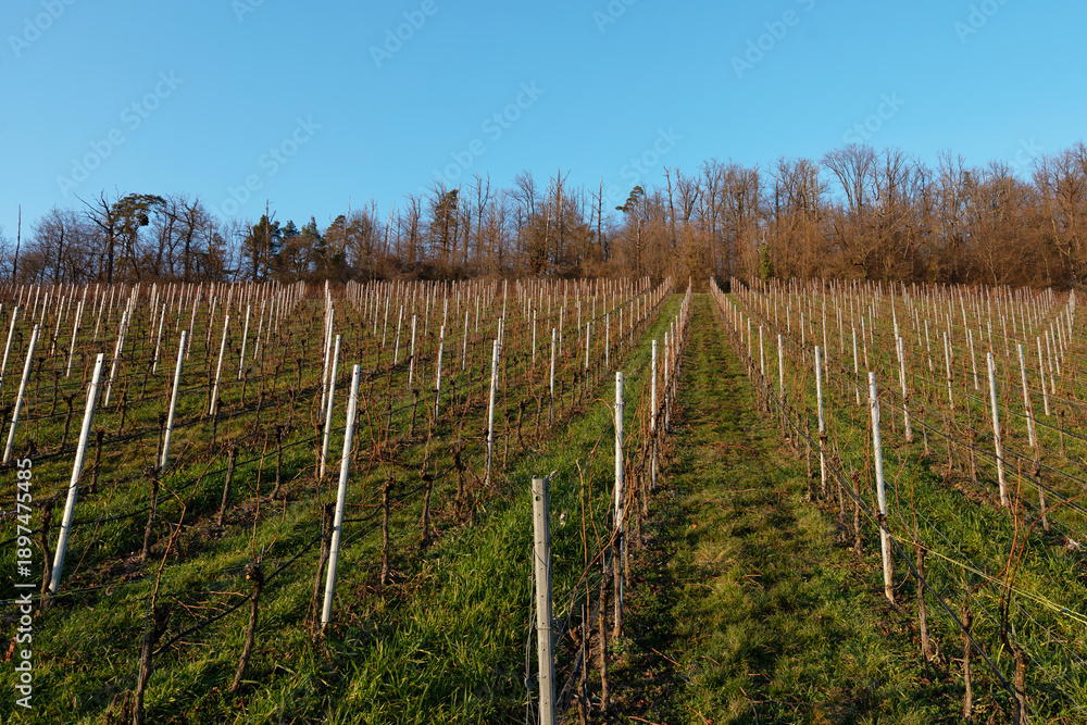 Obraz premium Weinberge Hohenhaslach