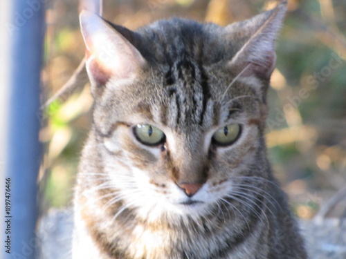 cat