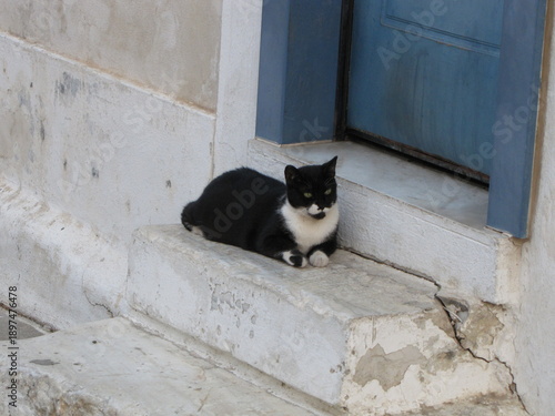 Greek's cat