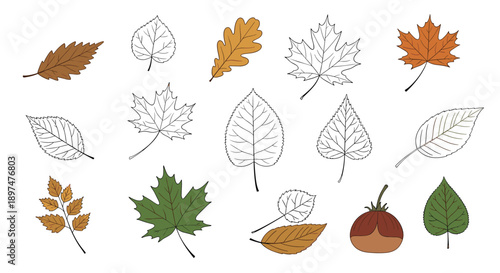 A collection of various autumn leaves, including maple and oak, in both colored and hand-drawn sketch styles.