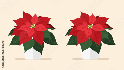 Two red poinsettias in white pots against a light background