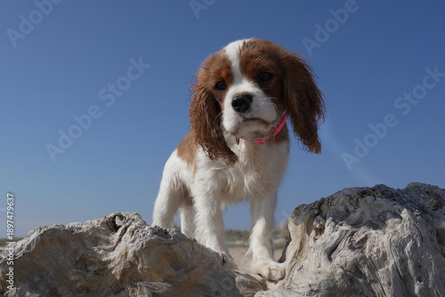 Cavalier King Charles Spaniel dog puppy looking down against blue sky