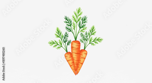 Three vibrant orange carrots with bright green leafy tops, rendered in a watercolor style