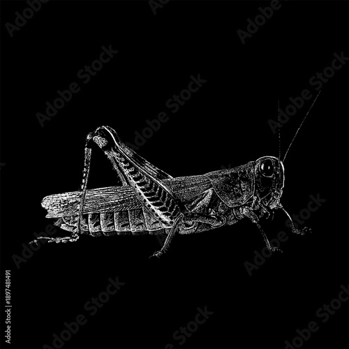 Detailed hand-drawn vector illustration of a locust in side view, isolated on a black background. Engraving and vintage sketch style.