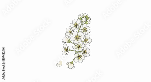 Delicate white blossoms and buds on a thin stem, with a stray petal nearby