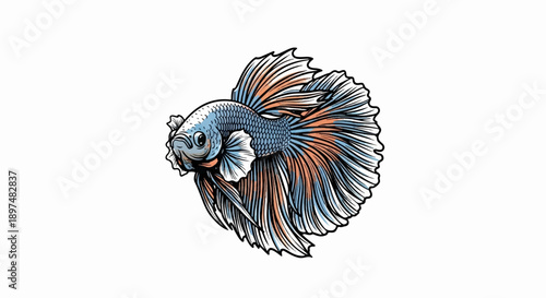 A detailed drawing of a Siamese fighting fish with flowing fins in blue and coral colors