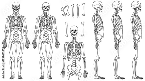 Human Skeleton Multi-View Diagram: Frontal, Side, Top-Down Perspectives, Individual Bones, Pelvis, Femur, Anatomical Reference, Black and White Educational Illustration