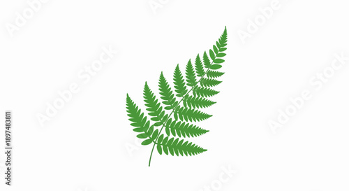 A delicate green fern frond unfurls against a stark white background