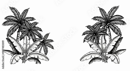 Stylized sketch of tropical palm trees and broad leaves on a white background, symmetrical