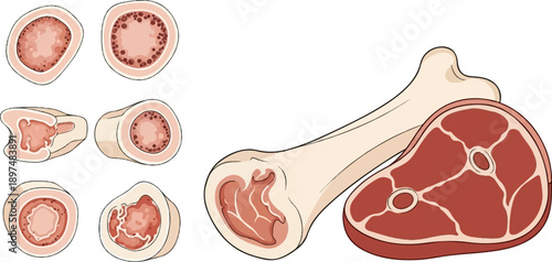 Anatomical illustrations of bones and meat cuts