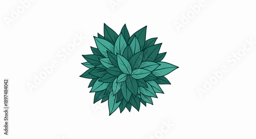 A close-up, top-down view of a circular cluster of teal green leaves