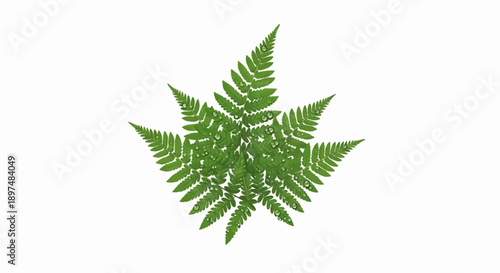 Green fern leaf with dew drops, isolated on white background
