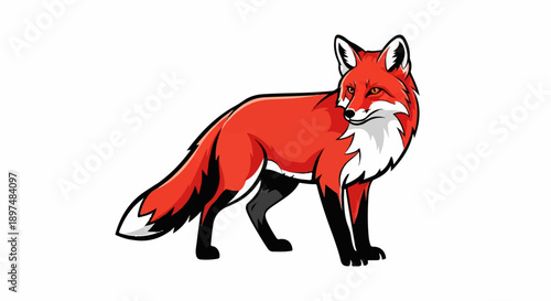 Stylized red fox illustration with white chest and tail tip