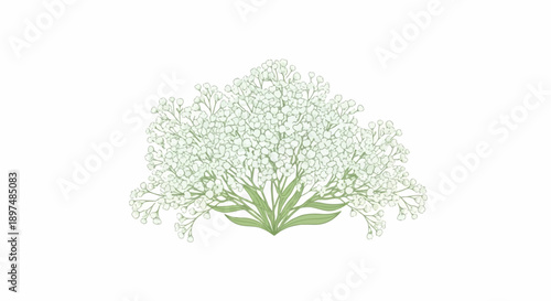 Delicate spray of tiny white blossoms with soft green leaves