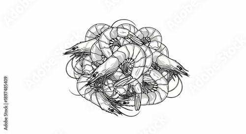 Bunch of shrimp illustration