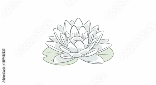 A stylized drawing of a white water lily with green leaves on a white background
