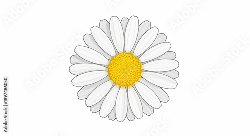 A simple, vector illustration of a white daisy flower with a yellow center