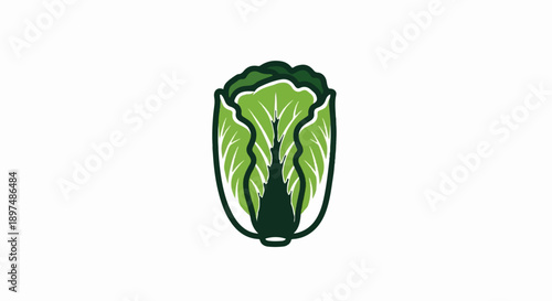 Stylized illustration of a fresh green cabbage head on a white background