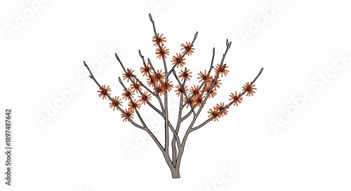A stylized illustration of a deciduous shrub with delicate, spidery orange blooms on bare branches against a white background