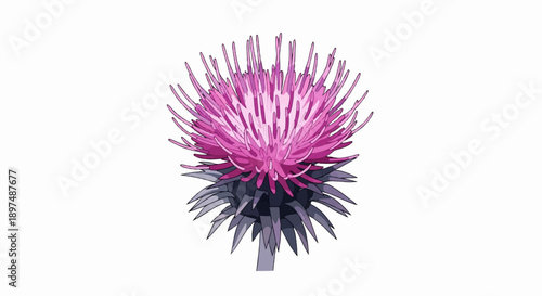 A vibrant purple thistle flower with spiky petals and dark green leaves