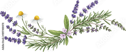 Delicate watercolor botanical arrangement of lavender, chamomile, and herbs