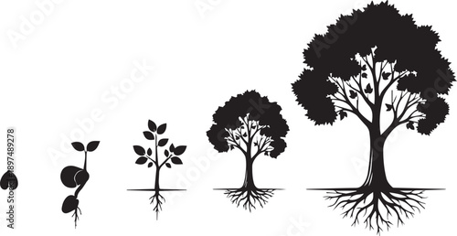 Life cycle stages of seed to mature tree development sequence vector graphic