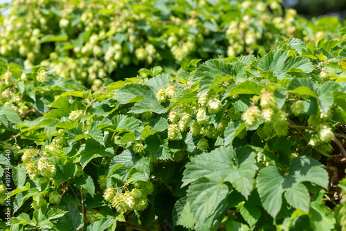 Foto Close up of common hop (humulus lupulus) flowers