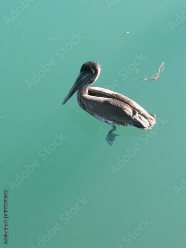 Bird on water United State Florida Key West