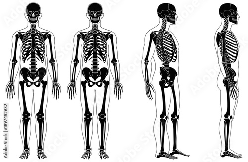 Human Skeleton Multi-Perspective Diagram: Front, Left, Right Views, Skull, Spine, Rib Cage, Pelvis, Limbs, Black and White Anatomical Reference Illustration