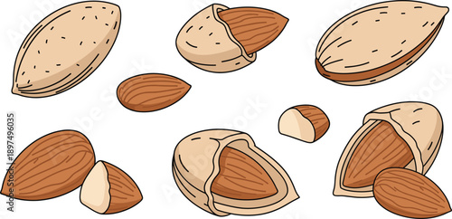 Almond Nuts Whole and Cracked with Kernels Healthy Snack Ingredient Isolated on White Background Vector Illustration