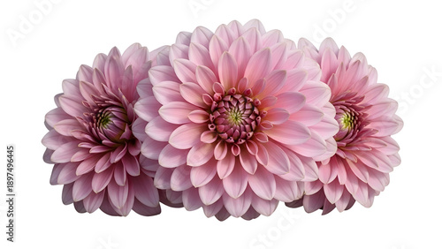 A delicate arrangement of three pale pink dahlia flowers with detailed petals and dark centers on transparent background high-quality professional