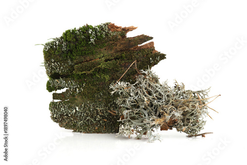 Bark with moss isolated on white  background. Fragments of forest, bark, moss, lichen, wood.