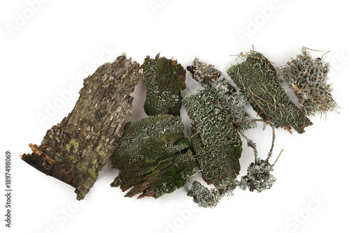 Green moss and elements of forest vegetation isolated on white  background. Set of fragments of forest moss, lichen, wood, bark, twigs