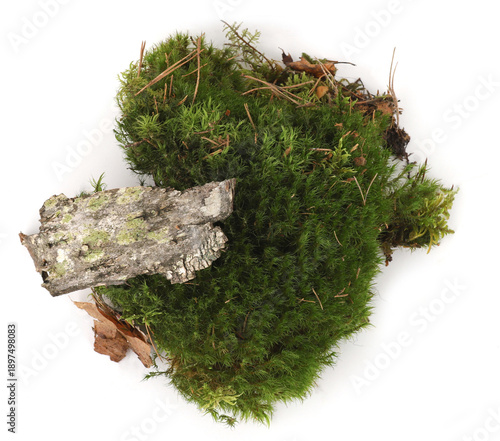 Green moss and elements of forest vegetation isolated on white  background. Fragments of forest moss, lichen, wood, bark.