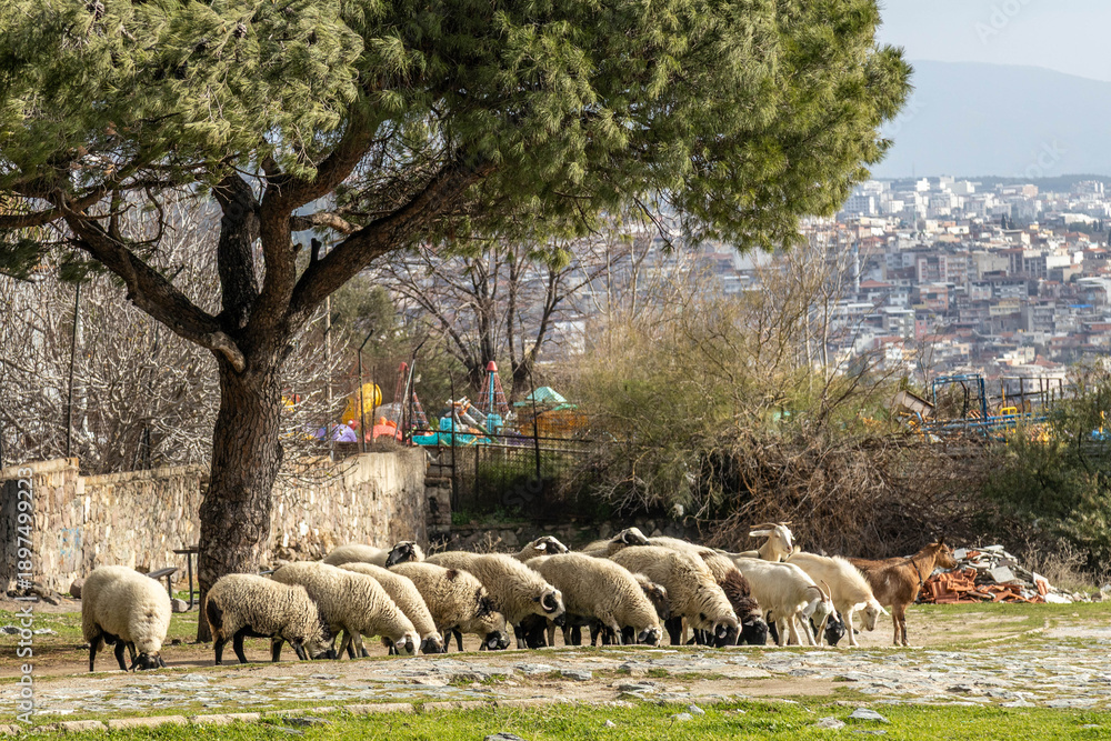 Obraz premium Flock of sheep and goats grazing under a pine tree on a hill in Izmir, Turkey. Scenic urban landscape with farm animals in the Kadifekale fortress area on a sunny day in January.