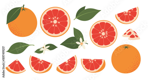 Set of citrus fruit illustrations featuring whole oranges, grapefruit halves, slices, leaves, and flowers on a white background.