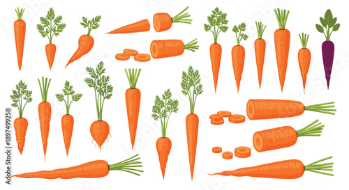 Extensive collection of carrot illustrations featuring whole, sliced, and bunch variations, including a unique purple carrot.