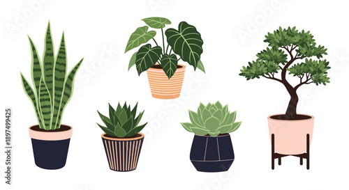 Set of five popular indoor house plants in decorative pots including snake plant, monstera, succulents, and a bonsai tree on white background.