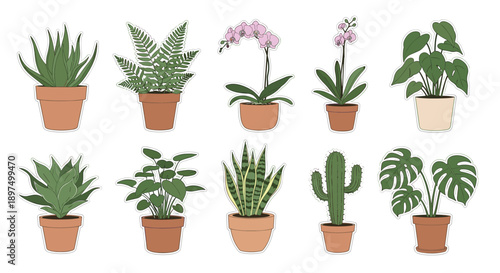 Diverse collection of indoor house plants featuring aloe vera, fern, orchid, monstera, cactus, and snake plant in simple terracotta pots.
