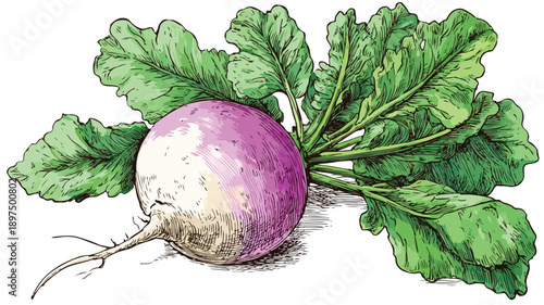 Vibrant Turnip Cartoon Clipart Vector Illustration for Designs and Projects