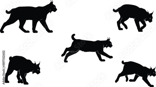Wild lynx silhouettes collection set, bobcat predators walking and running poses, caracal cat animal vector icons for wildlife nature design and outdoor logos. (22 words)