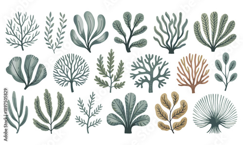 Collection of illustrated seaweed and aquatic plant arrangements
